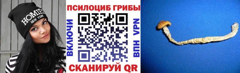 Псилоцибиновые грибы Magic Shrooms blacksprut сайт Дальнереченск
